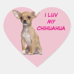 Adesivo Coração Tan e White Chihuahua