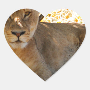 Adesivo Coração Tempo do Siesta