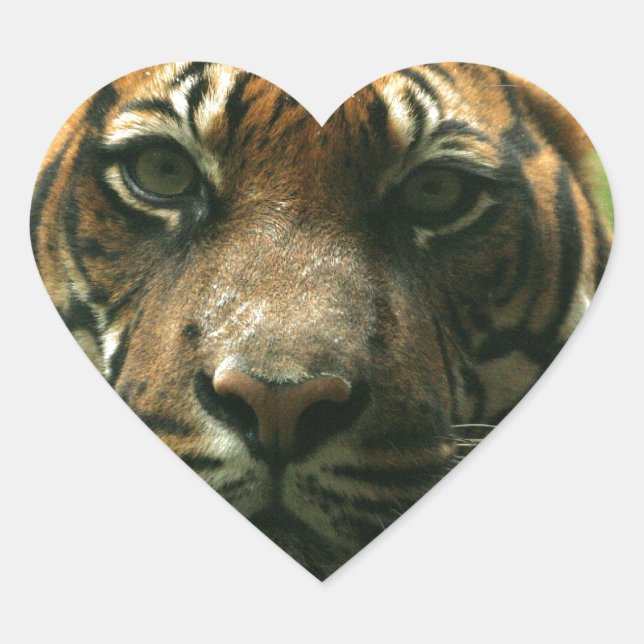 Adesivo Coração Tigre Stickers (Frente)