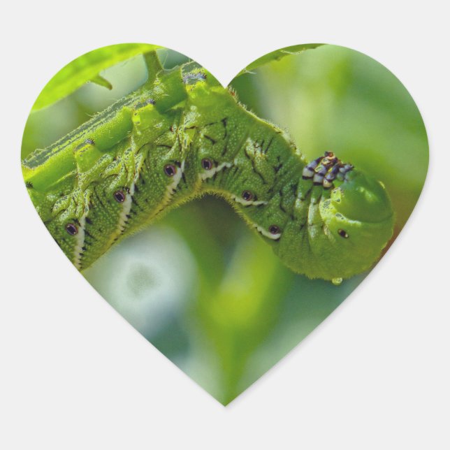 Adesivo Coração Tomato Hornworm (Frente)