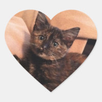 Tortoisinferno, Tortie, Tortie Kitten, Kitten, Cat