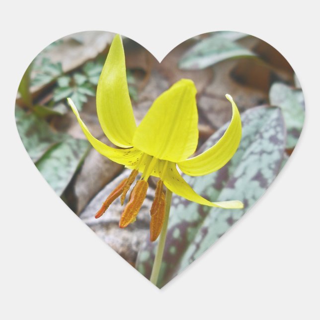 Adesivo Coração Trout Lily Wildflower - Erythronium americanum (Frente)