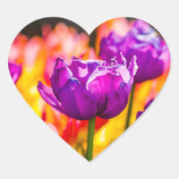 Tulipas Encantando Roxo