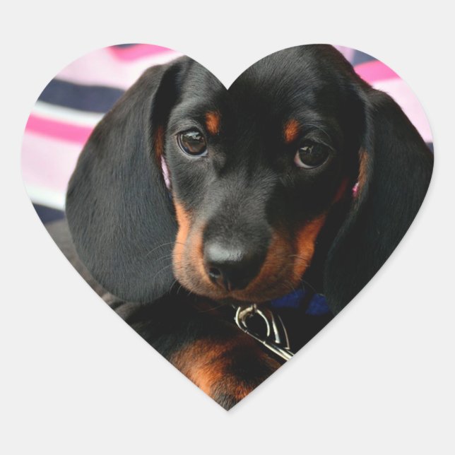 Adesivo Coração Vinheta-Vaca-Vaca-Vaca-Vaca-Vaca (Frente)