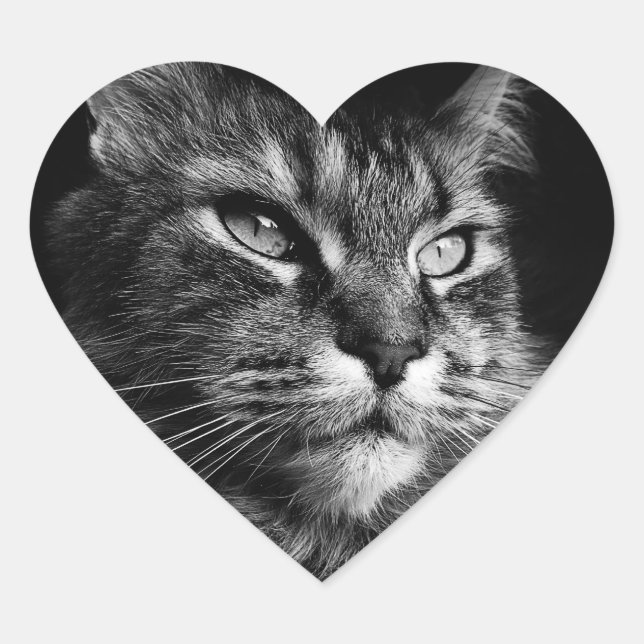 Adesivo Coração Vinhetas de Gato do Maine Coon (Frente)