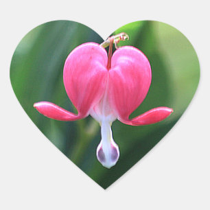 Adesivo Coração Vinhetas de vedação da flor do coração a sangr