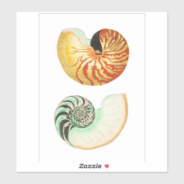 ADESIVO CORTE PERSONALIZADO VINYL STICKER : NAUTILUS (Folha)