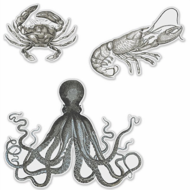 Adesivo Criações Marinhas - Vinhetas Transparentes (Frente)