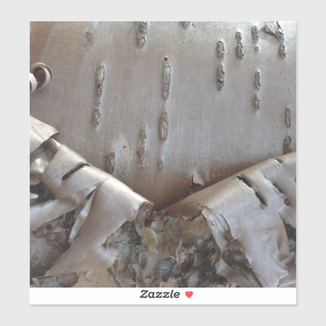 Adesivo Curly Birch Bark Tree Rustic (Folha)