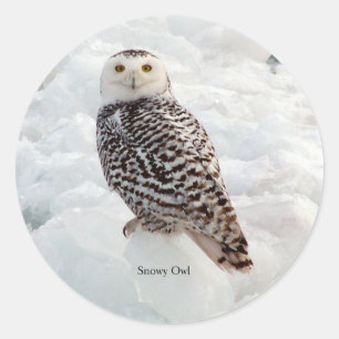 adesivo da Snowy Owl