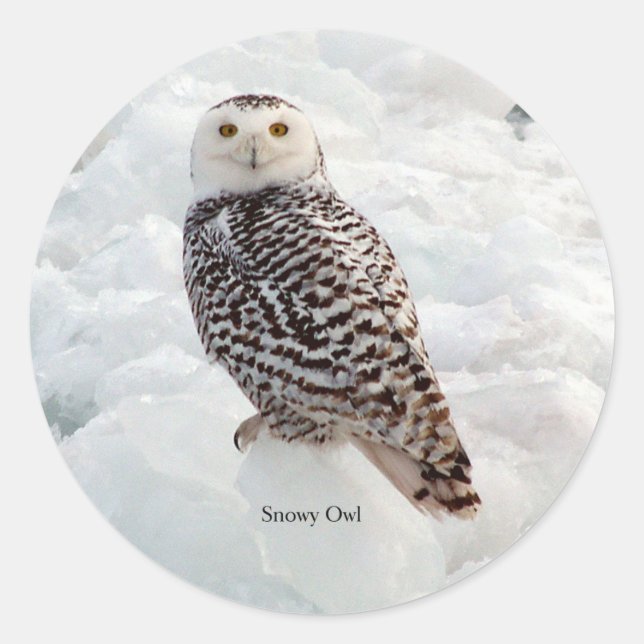 adesivo da Snowy Owl (Frente)