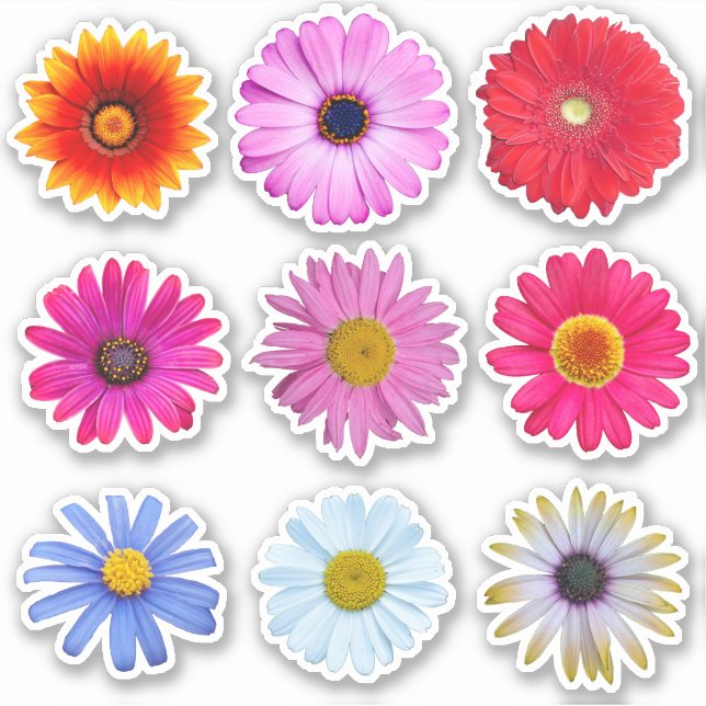 Adesivo Daisy Flowers Vinyl (Frente)