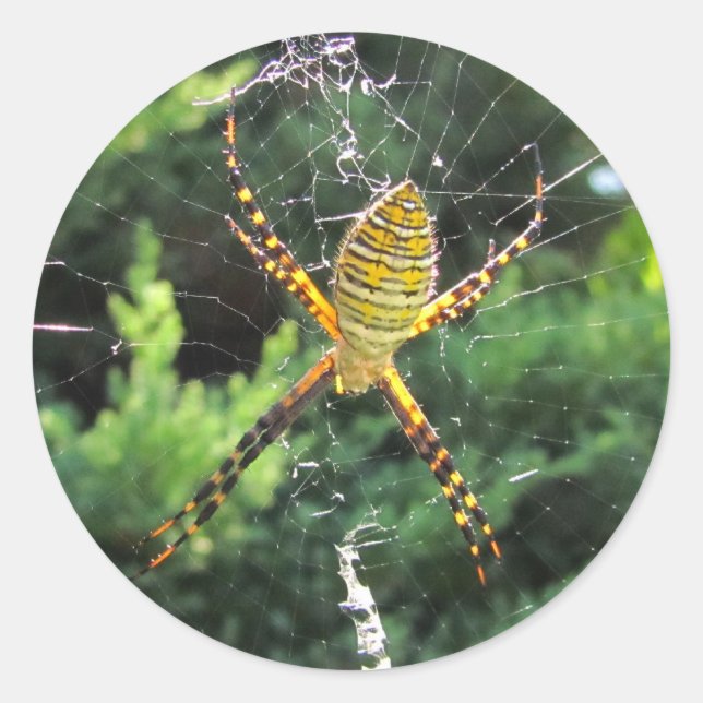 Adesivo de aranha de jardim (Frente)