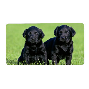 Adesivo de Cachorro Filhote Labrador Retriever Pre