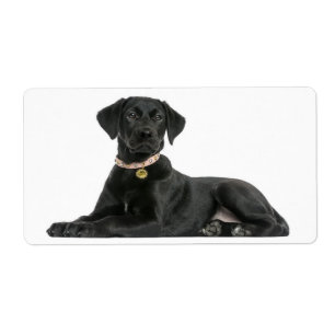 Adesivo de Cachorro Filhote Labrador Retriever Pre