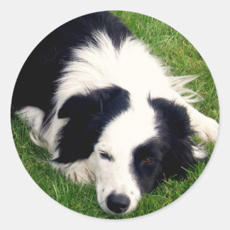 Adesivo de Collie de Borda
