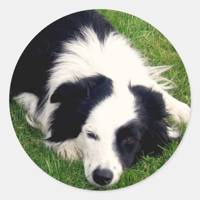 Adesivo de Collie de Borda (Frente)