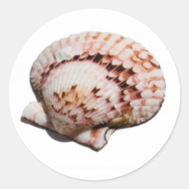 adesivo de concha