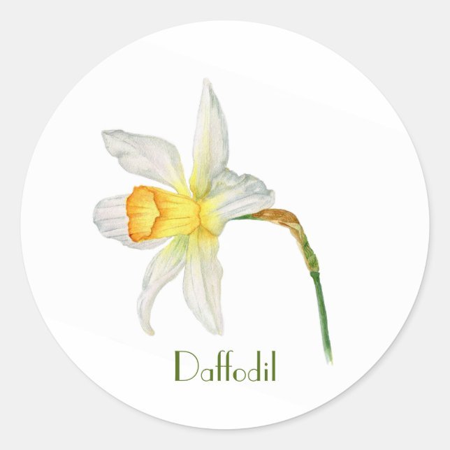 Adesivo de cor de água botânica de daffodil amarel (Frente)