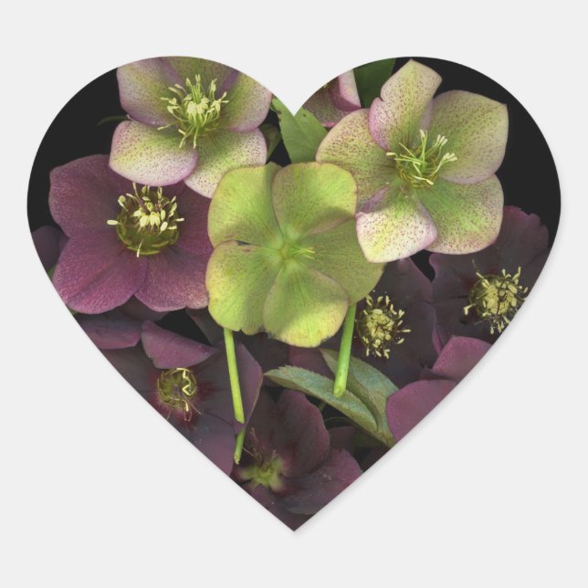 Adesivo de Coração Botânico de Flores de Hellebore (Frente)