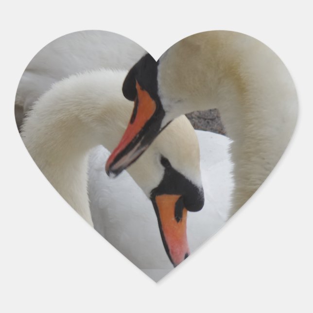 Adesivo de Coração dos Cisnes Brancos (Frente)