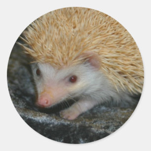 Adesivo de Cotty Cutie