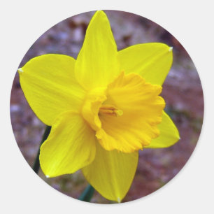 adesivo de daffodil