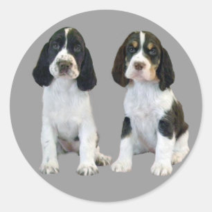 Adesivo de espinheiros do Springer Spaniel Inglês