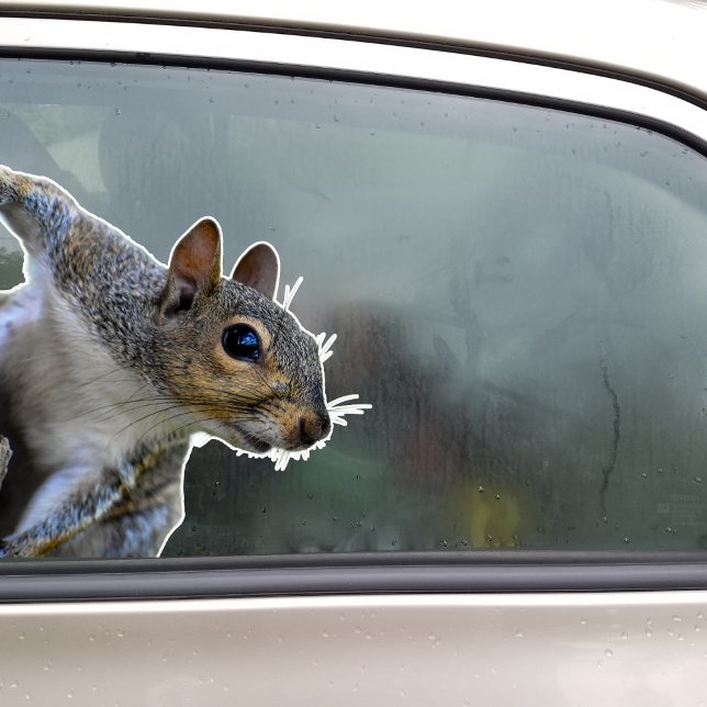 Adesivo de Esquilo (Squirrel Sticker)