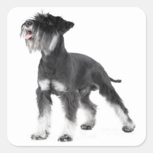 Adesivo de etiqueta de cachorro Schnauzer Miniatur
