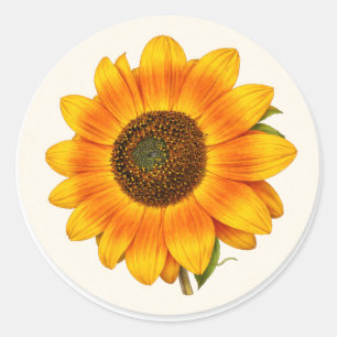 Adesivo de Flor de Jardim Redondo Pequeno de Giras