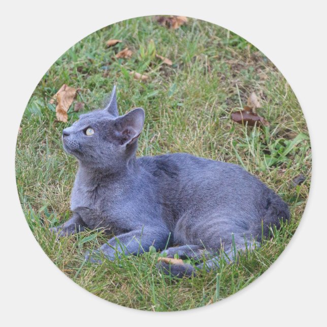 Adesivo de Gato (Frente)