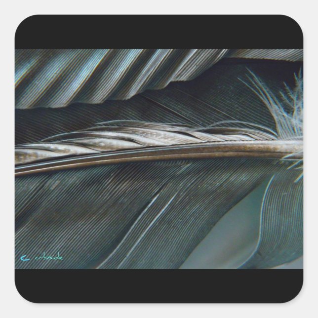 adesivo de penas (Frente)