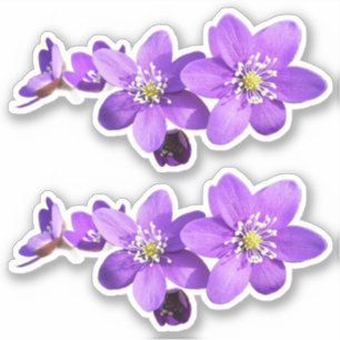 Adesivo de Vinil de Flores de Hepática Anêmona Rox