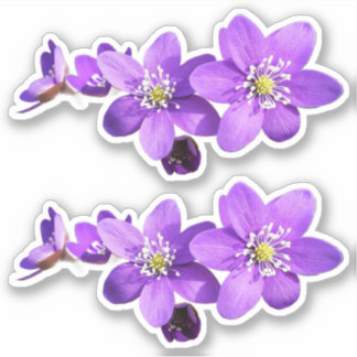 Adesivo de Vinil de Flores de Hepática Anêmona Rox