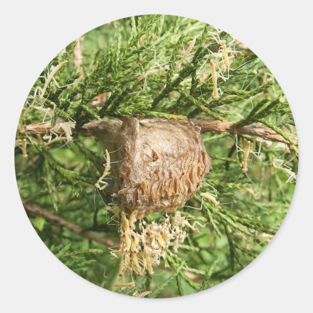 Adesivo do Mantis ~ Emergente (Frente)