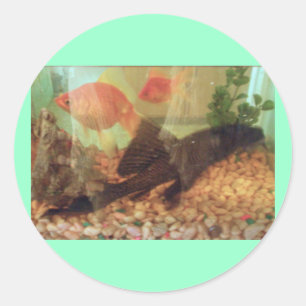 Adesivo do tanque de peixe