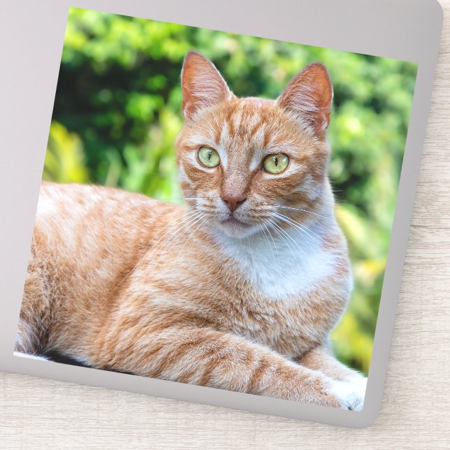 Adesivo Doce gatinho (Detalhe)