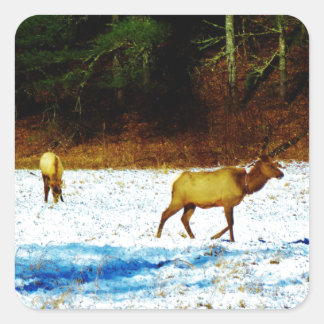 ADESIVO DSC00131.JPG