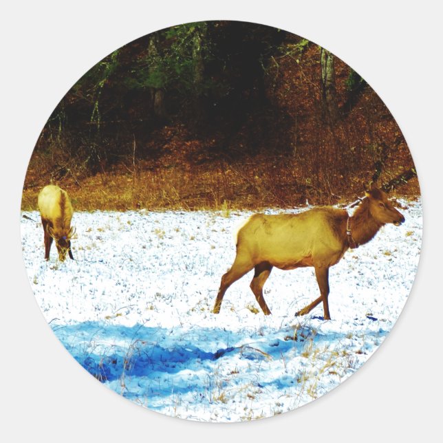 ADESIVO DSC00131.JPG (Frente)