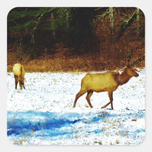 ADESIVO DSC00131.JPG