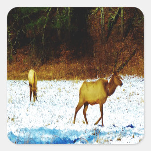 ADESIVO DSC00131.JPG