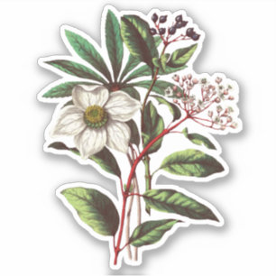 Adesivo Elegante Vintage Winter Rosa Hellebore 