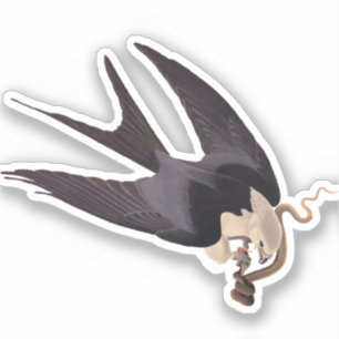 Adesivo Engolir Hawk Alcance com Cobra Vintage Audubon