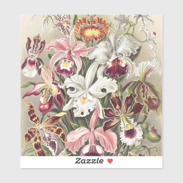 Adesivo ErnstHaeckel Vintage Botanical Orchid Illustration (Folha)