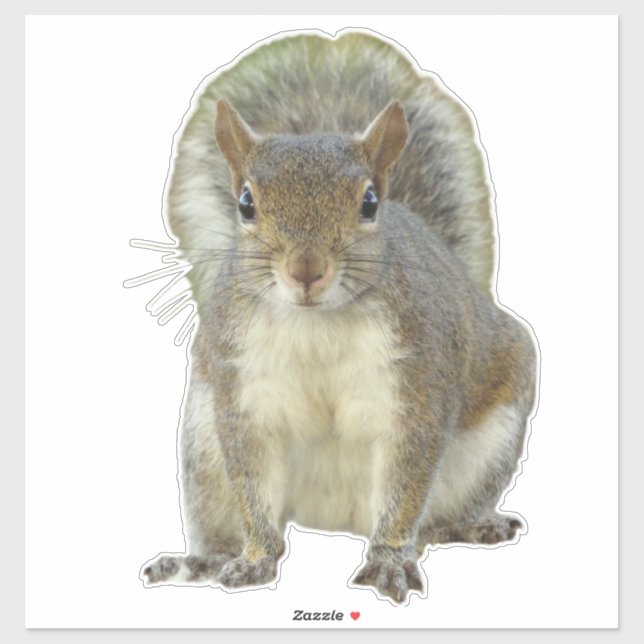 Adesivo Esquilo face a face (Folha)