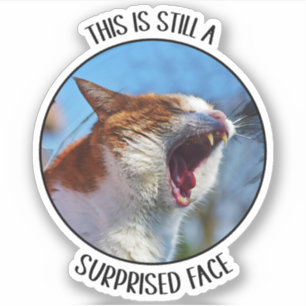 Adesivo Este Ainda É Um Gato Bonito E Engraçado Engraçado