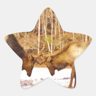 Adesivo Estrela 2~ 2 Bull Elk na neve
