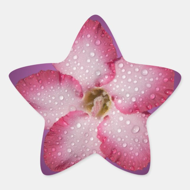 Adesivo Estrela Adenium Flor Flora Gradiente Violeta Rosa (Frente)