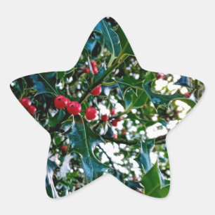 Adesivo Estrela Airelas vermelhas, com Holly